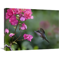 Magnificent Hummingbird female feeding at flower, Costa Rica-Canvas Art-24"x18"