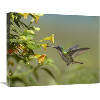 Andean Emerald hummingbird feeling on yellow flower, Ecuador-Canvas Art-24&quotx20"