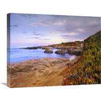 Ice Plant growing on cliffs at Bean Hollow Beach, California-Canvas Art-24"x20"