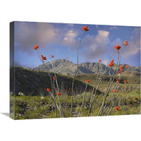 Ocotillo Big Bend Ranch State Park, Chihuahuan Desert, Texas-Canvas Art-24"x18"