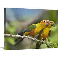 Sun Parakeet pair feeding on leaves, native to South America-Canvas Art-24"x18"