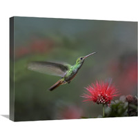 Rufous-tailed Hummingbird at Fairy Duster flower, Costa Rica-Canvas Art-24&quotx20"