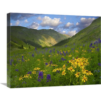 Orange Sneezeweed and Delphinium in American Basin, Colorado-Canvas Art-24&quotx20"