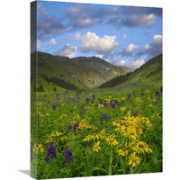 Orange Sneezeweed and Delphinium in American Basin, Colorado-Canvas Art-18&quotx24"