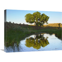 Tree reflecting in creek near Black Mesa State Park, Oklahoma-Canvas Art-24"x18"