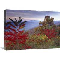 Staghorn Sumac in autumn, Blue Ridge Mountain Range, Virginia-Canvas Art-24"x18"