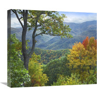 Deciduous forest in autumn, Blue Ridge Parkway, North Carolina-Canvas Art-22"x19.36"