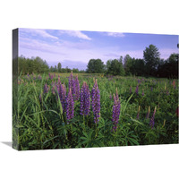 Lupine in meadow near crescent beach, British Columbia, Canada-Canvas Art-24"x18"