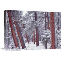 Ponderosa Pines with snow, Grand Canyon National Park, Arizona-Canvas Art-24"x18"