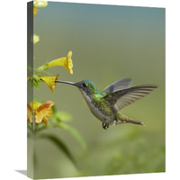 Andean Emerald hummingbird feeding on a yellow flower, Ecuador-Canvas Art-18"x24"