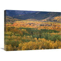 Aspen trees in fall colors, Gunnison National Forest, Colorado-Canvas Art-24"x18"