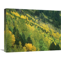 Aspen grove in fall colors, Gunnison National Forest, Colorado-Canvas Art-24"x18"