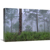 Saw Palmetto and Pine trees in fog, near Estero River, Florida-Canvas Art-24&quotx18"