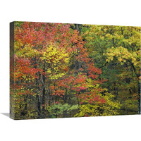 Fall foliage at Fishers Gap, Shenandoah National Park, Virginia-Canvas Art-24&quotx18"