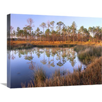 Pines reflected in pond near Piney Point, Hagen"s Cove, Florida-Canvas Art-24"x18"