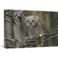 Great Horned Owl pale form, Kootenays, British Columbia, Canada-Canvas Art-24&quotx18"