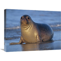 Northern Elephant Seal female laying on beach, California coast-Canvas Art-24"x18"