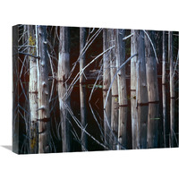 Western Red Cedar trees, Oliphant Lake, British Columbia, Canada-Canvas Art-24"x18"