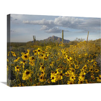 Saguaro cacti and Brittlebush at Picacho Peak State Park, Arizona-Canvas Art-24"x18"