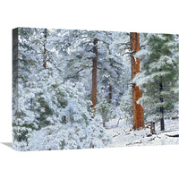 Ponderosa Pine forest in snow, Grand Canyon National Park, Arizona-Canvas Art-24&quotx18"