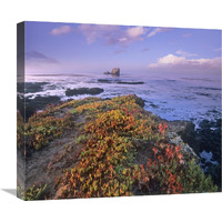 Iceplant covering coastal rocks, Point Piedras Blancas, California-Canvas Art-22"x19.36"