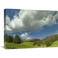 Stand of conifers in the Elk Mountains near Crested Butte, Colorado-Canvas Art-24"x18"