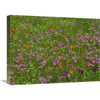 Pointed Phlox and Indian Paintbrushes in bloom, Hill Country, Texas-Canvas Art-24"x18"