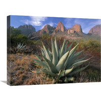 Chisos Agave and the Chisos Mountains, Big Bend National Park, Texas-Canvas Art-24"x18"