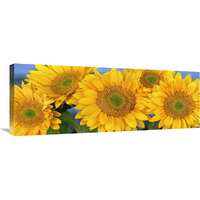 Common Sunflower group showing symmetrical seed heads, North America-Canvas Art-36"x13.68"