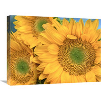 Common Sunflower group showing symmetrical seed heads, North America-Canvas Art-24"x18"