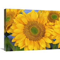 Common Sunflower group showing symmetrical seed heads, North America-Canvas Art-24"x18"