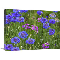 Cornflower and Pointed Phlox blooming in grassy field, North America-Canvas Art-24"x18"