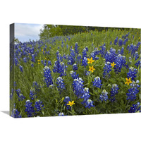 Bluebonnet and Texas Yellowstar meadow, Cedar Hill State Park, Texas-Canvas Art-24"x18"