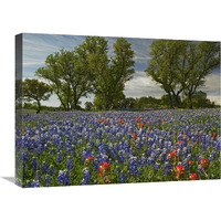 Sand Bluebonnets and Indian Paintbrush in bloom, Hill Country, Texas-Canvas Art-24"x18"