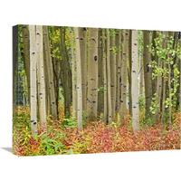 Aspen trees and Fireweed, Collegiate Peaks Wilderness Area, Colorado-Canvas Art-24"x18"