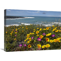 California Poppy and Iceplant, Montano de Oro State Park, California-Canvas Art-24"x18"