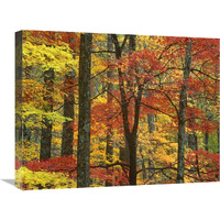 Maple trees in autumn, Great Smoky Mountains National Park, Tennessee-Canvas Art-24"x18"