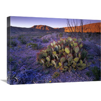 Opuntia in Chihuahuan Desert landscape, Big Bend National Park, Texas-Canvas Art-24&quotx18"