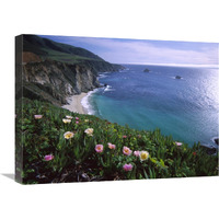 Ice Plant or Hottentot Fig Big Sur coast near Bixby Creek, California-Canvas Art-24&quotx18"