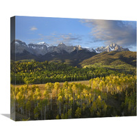 Quaking Aspen forest and Mount Sneffels, San Juan Mountains, Colorado-Canvas Art-22"x18.26"