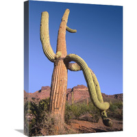 Ajo Mountains and Saguaro Organ Pipe Cactus National Monument, Arizona-Canvas Art-18"x24"