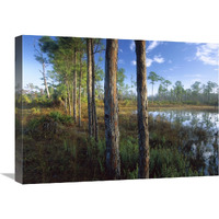 Pond near the Loxahatchee River, Jonathan Dickinson State Park, Florida-Canvas Art-24"x18"