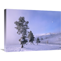 Snow-covered Pines with half moon in Yellowstone National Park, Wyoming-Canvas Art-24"x18"