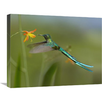 Long-tailed Sylph feeding on flower nectar, Jurong Bird Park, Singapore-Canvas Art-24"x18"