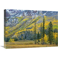 Aspen grove in fall colors, Maroon Bells, Snowmass Wilderness, Colorado-Canvas Art-24"x18"