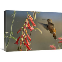 Broad-tailed Hummingbird feeding on flower nectar, Santa Fe, New Mexico-Canvas Art-24"x18"