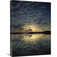 American Alligator in Nine-mile Pond, Everglades National Park, Florida-Canvas Art-18"x24"