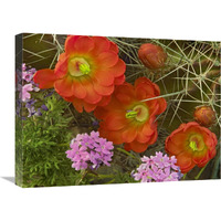 Claret Cup Cactus and Verbena detail of flowers in bloom, North America-Canvas Art-24"x18"