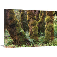 Mossy big-leaf maples, Hoh Rainforest, Olympic National Park, Washington-Canvas Art-24&quotx18"