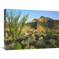 Ocotillo Borrego Palm Canyon, Anza-Borrego Desert State Park, California-Canvas Art-24"x18"